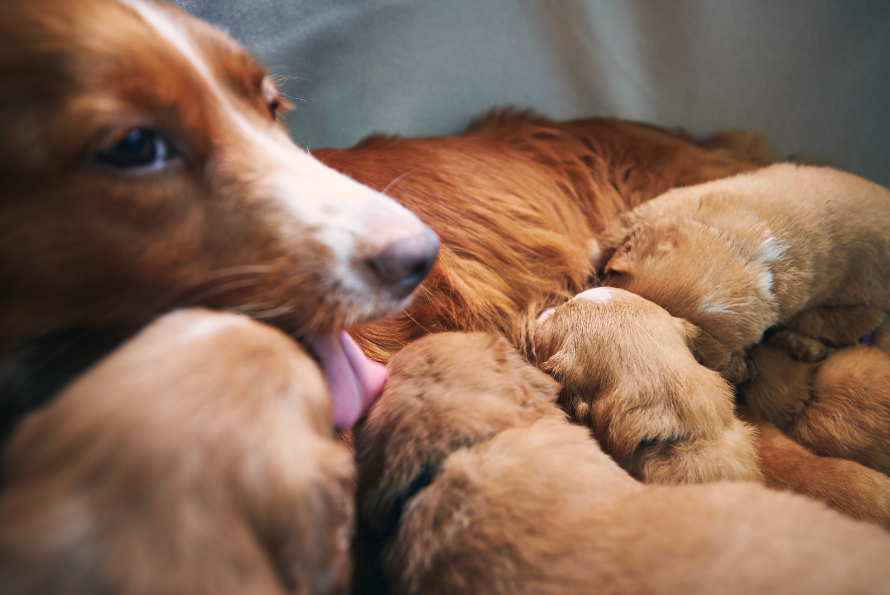 Gestation chienne : comment avoir des chiots en pleine forme dès la naissance ?