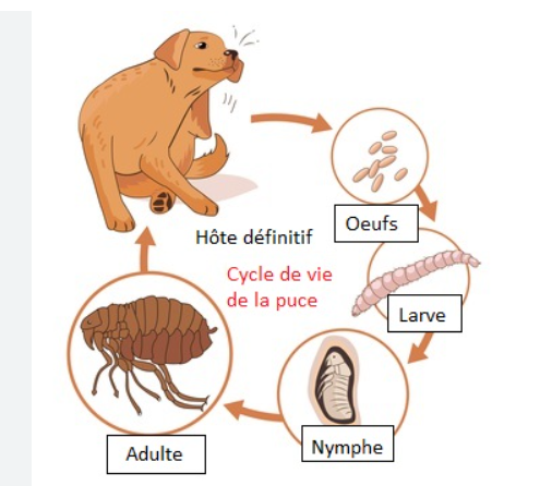 SymptÃ´mes et causes de l'acnÃ© hormonale