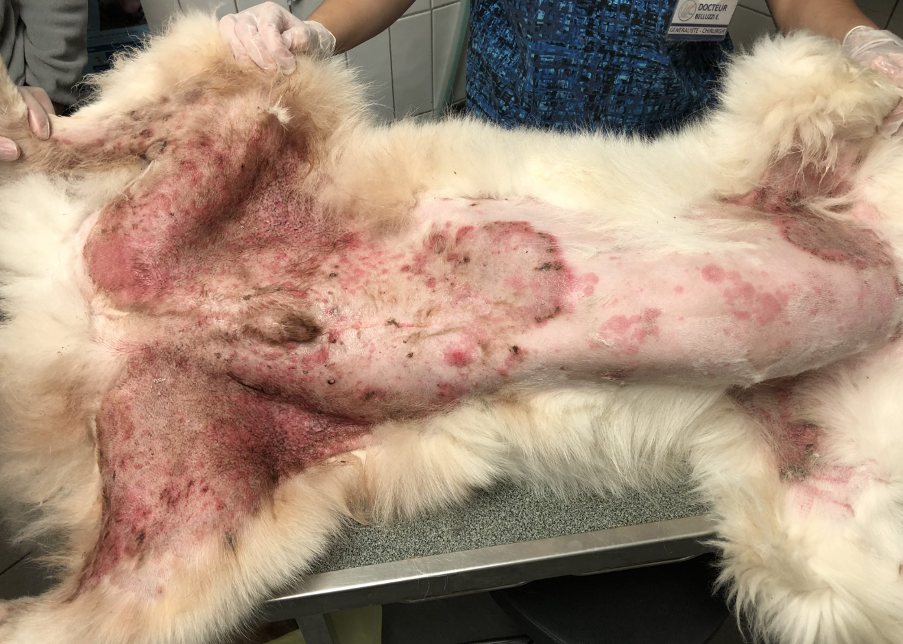 Allergie peau chien