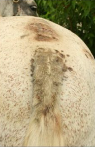 Appareil digestif cheval