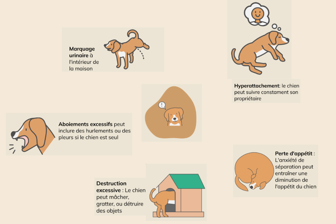Stress chien