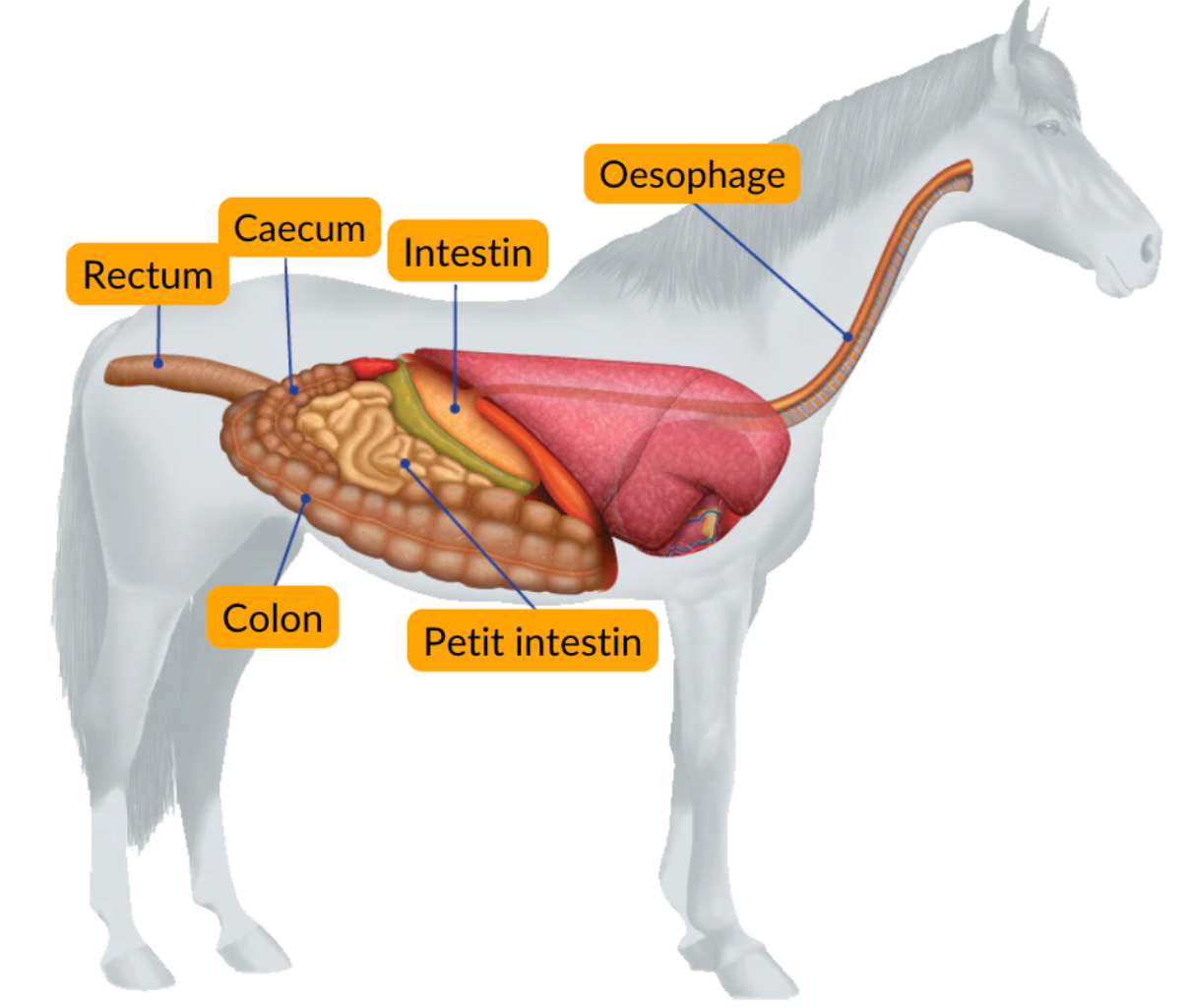Appareil digestif cheval